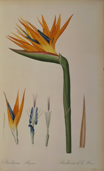 Strelitzia Reginae, from 